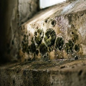 Zwarte en donkergroene schimmelkolonies op vochtige betonnen keldermuur met vochtschade en waterdruppels