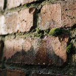 Verweerde bakstenen muur met vochtschade, watervlekken, condensatie en mosgroei tussen voegen