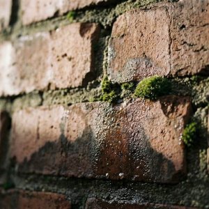 Verweerde bakstenen muur met vochtschade, watervlekken, condensatie en mosgroei tussen voegen