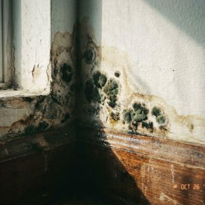 Zwarte en donkergroene schimmelplekken groeien in hoek tussen witte muur en houten plint met watervlekken