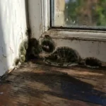 Donkergroene en zwarte schimmelkolonies groeien in de hoek tussen witte muur en houten vensterbank met waterdruppels op glas