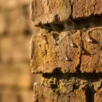 Waterdruppels verdampen van verweerde bakstenen muur met gouden zonlicht en dramatische schaduwen tussen voegen